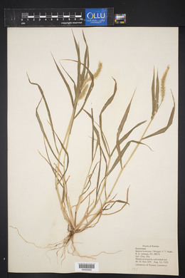 Pennisetum glaucum image