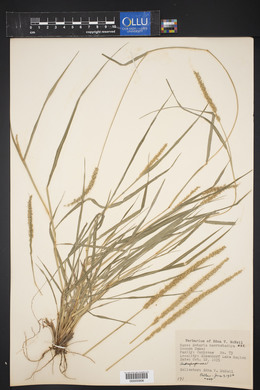 Setaria macrostachya image