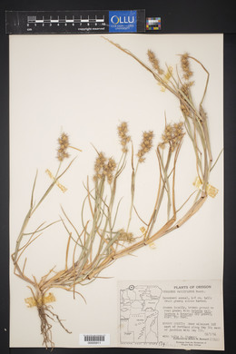 Cenchrus spinifex image