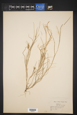 Cenchrus spinifex image