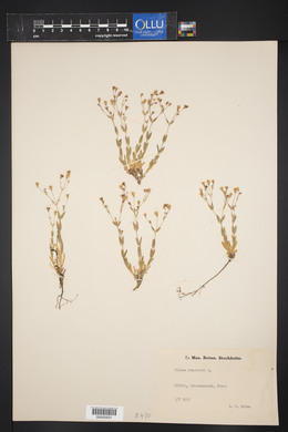 Silene rupestris image