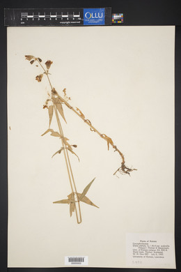 Silene stellata image