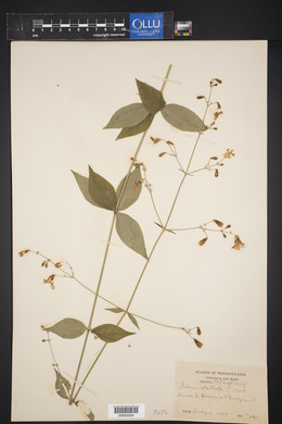 Silene stellata image