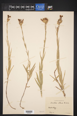 Dianthus collinus image