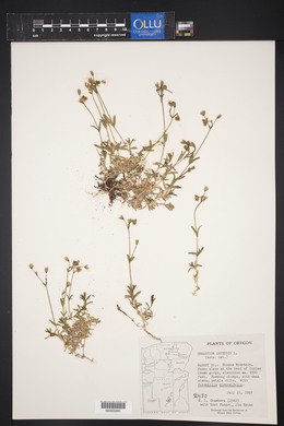 Cerastium arvense image