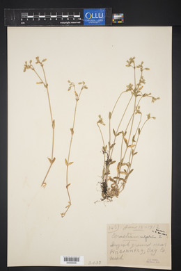 Cerastium fontanum subsp. vulgare image