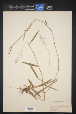 Panicum caerulescens image