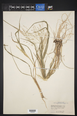 Panicum capillarioides image