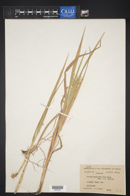 Panicum capillarioides image