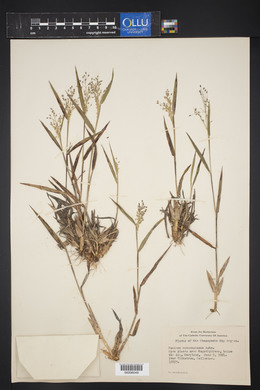 Panicum commonsianum image