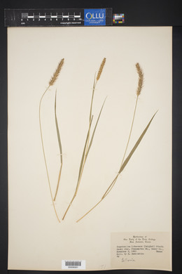 Pennisetum glaucum image