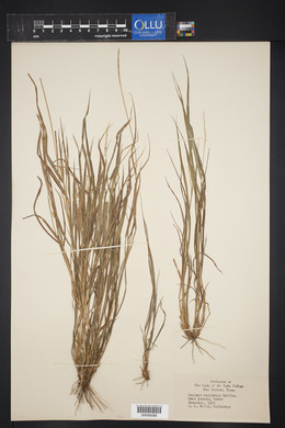 Panicum ramisetum image