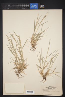 Panicum ramisetum image