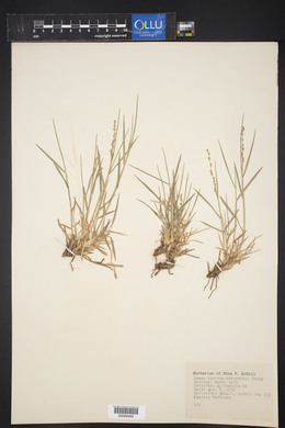 Panicum reverchonii image