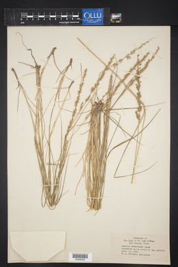 Panicum reverchonii image