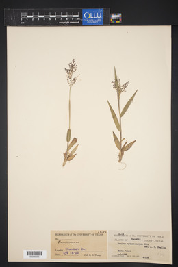 Panicum sphaerocarpon image