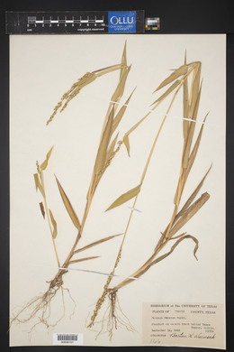 Urochloa texana image