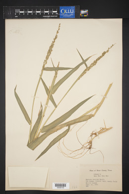 Urochloa texana image