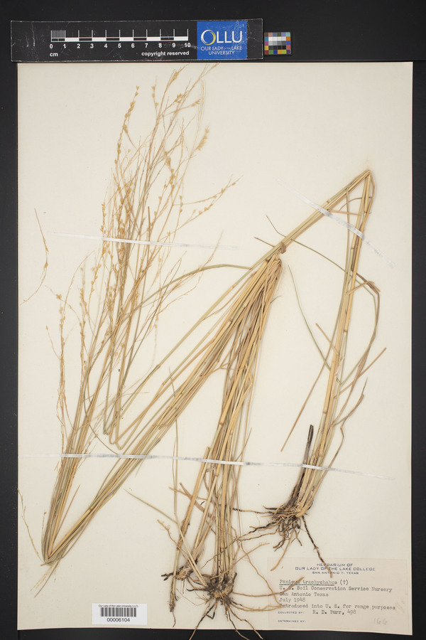 Panicum trachyrhachis image