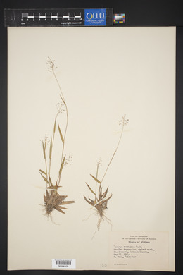 Panicum trifolium image