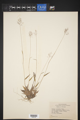 Panicum trifolium image