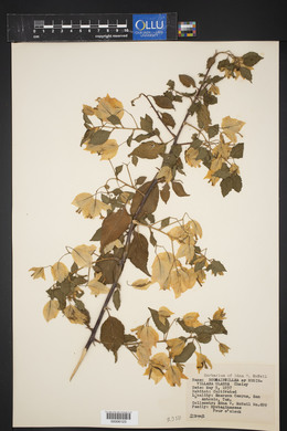 Bougainvillea glabra image