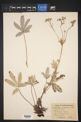 Potentilla pulcherrima image