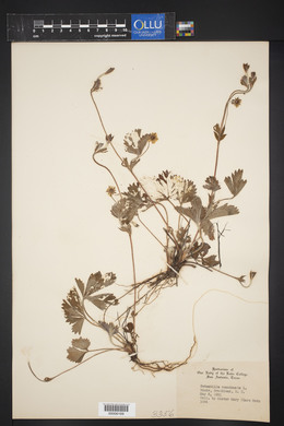 Potentilla canadensis image