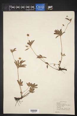 Potentilla canadensis image