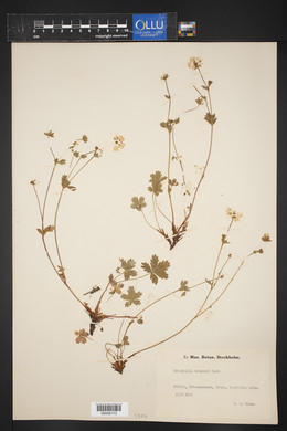 Potentilla crantzii image