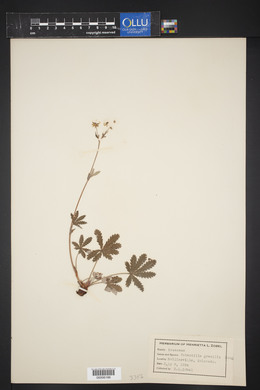 Potentilla gracilis image