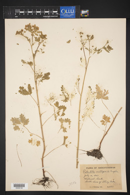 Potentilla rivalis image