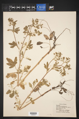 Potentilla norvegica subsp. monspeliensis image