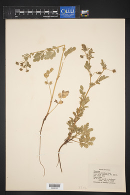 Potentilla supina subsp. paradoxa image