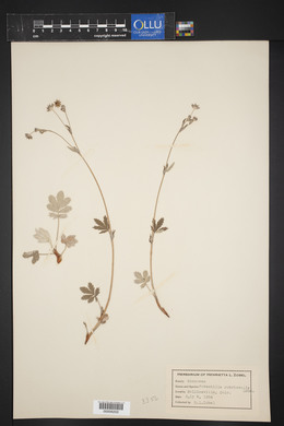 Potentilla rubricaulis image