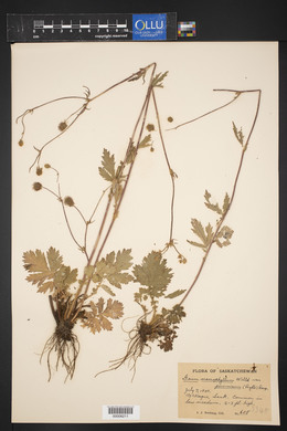 Geum macrophyllum image