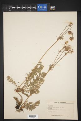 Geum triflorum image