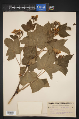 Rubus parviflorus image