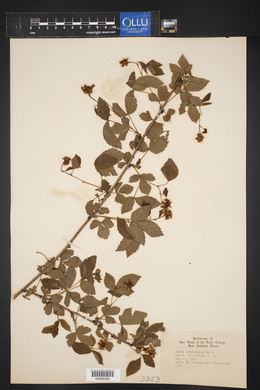 Rubus procumbens image