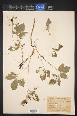 Rubus pubescens image