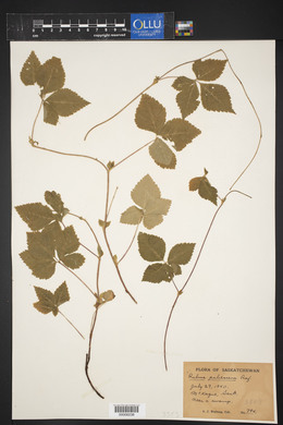 Rubus pubescens image