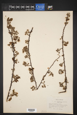 Rubus argutus image