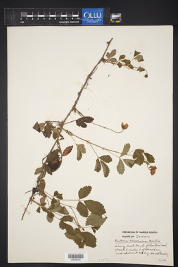 Rubus trivialis image