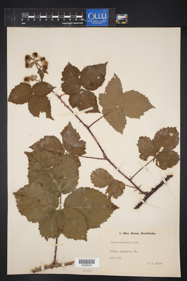 Rubus wahlbergii image