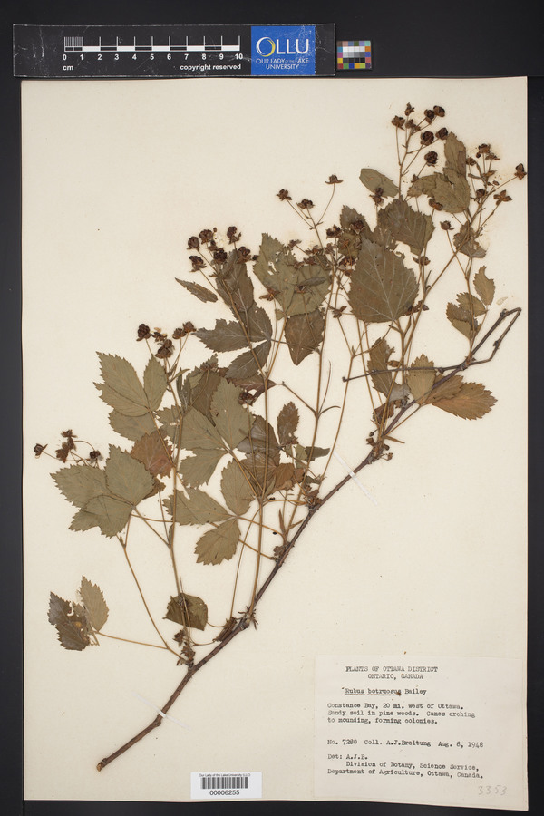 Rubus botruosus image