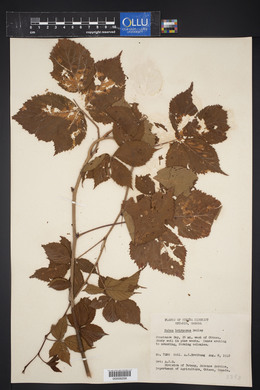 Rubus botruosus image