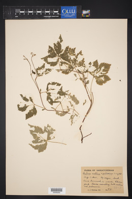 Rubus arcticus image