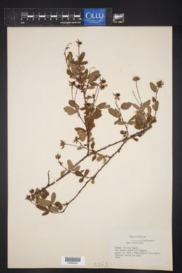 Rubus lucidus image