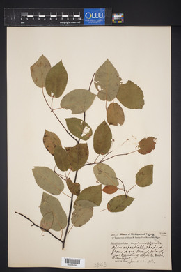 Amelanchier canadensis image