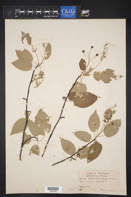 Amelanchier laevis image